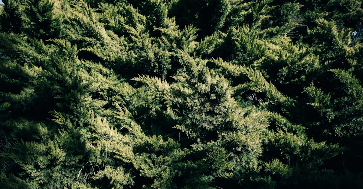 Lancer votre propre plateforme de petites annonces : 8 fonctionnalités essentielles à ne pas manquer 3 découvrez notre plateforme de petites annonces où vous pouvez acheter, vendre ou échanger des biens et services dans votre région. trouvez tout ce dont vous avez besoin, des vêtements aux meubles, en passant par des offres d'emploi et des services. publiez votre propre annonce en quelques clics et rejoignez notre communauté dynamique !