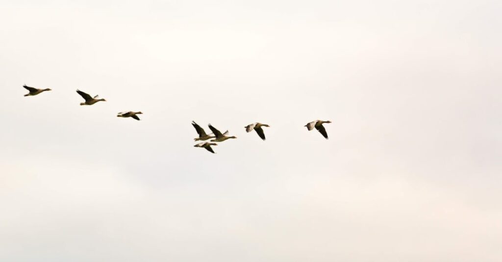 SEO : 5 étapes essentielles pour migrer votre nom de domaine sans nuire à votre référencement 7 découvrez les étapes essentielles pour réussir la migration de votre domaine. optimisez votre présence en ligne en transférant votre site web sans interruption et en préservant votre référencement. suivez notre guide étape par étape pour garantir une transition fluide et efficace.