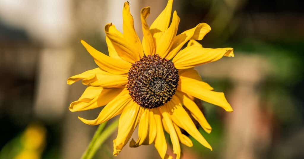 Guide pratique pour créer un site vitrine gratuit 9 découvrez comment créer un site web gratuit facilement avec nos conseils et outils. profitez de notre guide pour lancer votre projet en ligne sans débourser un centime !