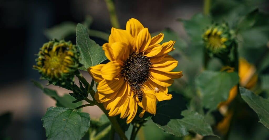 Stratégies efficaces pour générer des revenus avec votre compte Instagram 3 découvrez comment monétiser votre compte instagram et transformer vos passion en revenus. apprenez les meilleures stratégies pour générer des profits grâce à vos posts, vos stories et votre audience. ne manquez pas cette opportunité de tirer parti de votre présence en ligne !