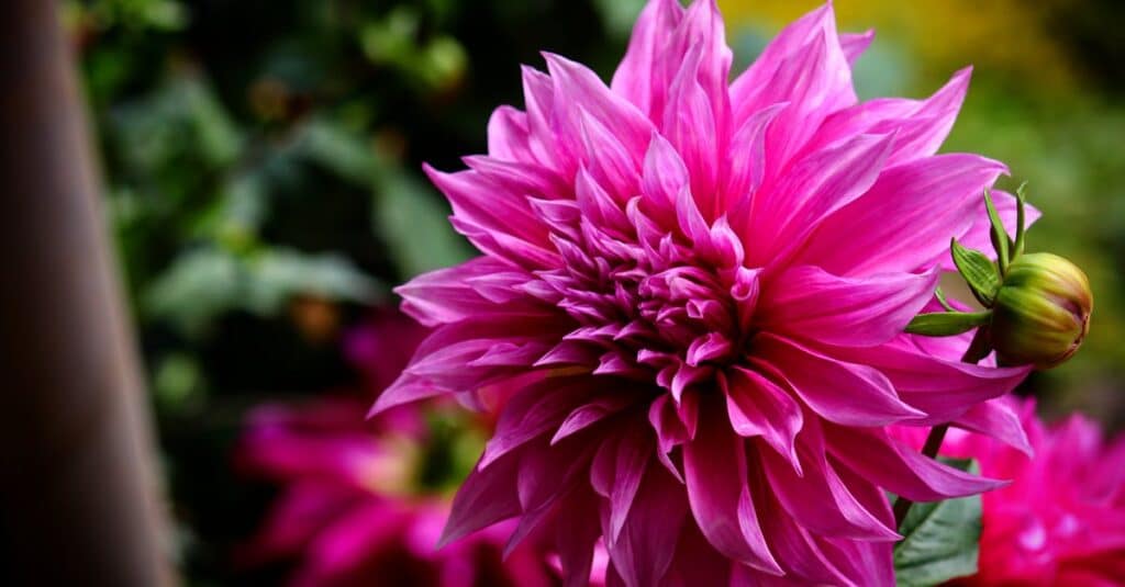 E-commerce : les raisons pour lesquelles Magento demeure une plateforme incontournable 1 découvrez magento, la plateforme e-commerce de référence pour créer et gérer votre boutique en ligne. profitez de ses fonctionnalités avancées, de sa flexibilité et de sa scalabilité pour offrir une expérience d'achat unique à vos clients.