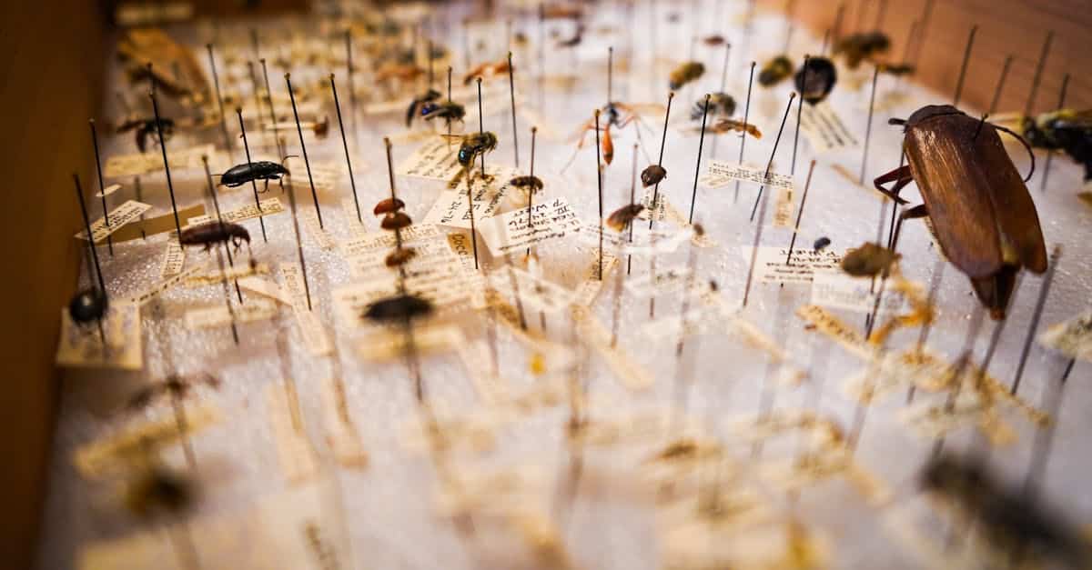 Optimisez la structure de vos articles sur WordPress grâce à la taxonomie 2 découvrez le monde fascinant de la taxonomie, l'art de classer et de catégoriser les êtres vivants. apprenez comment les scientifiques utilisent cette discipline pour mieux comprendre la biodiversité et l'évolution des espèces.
