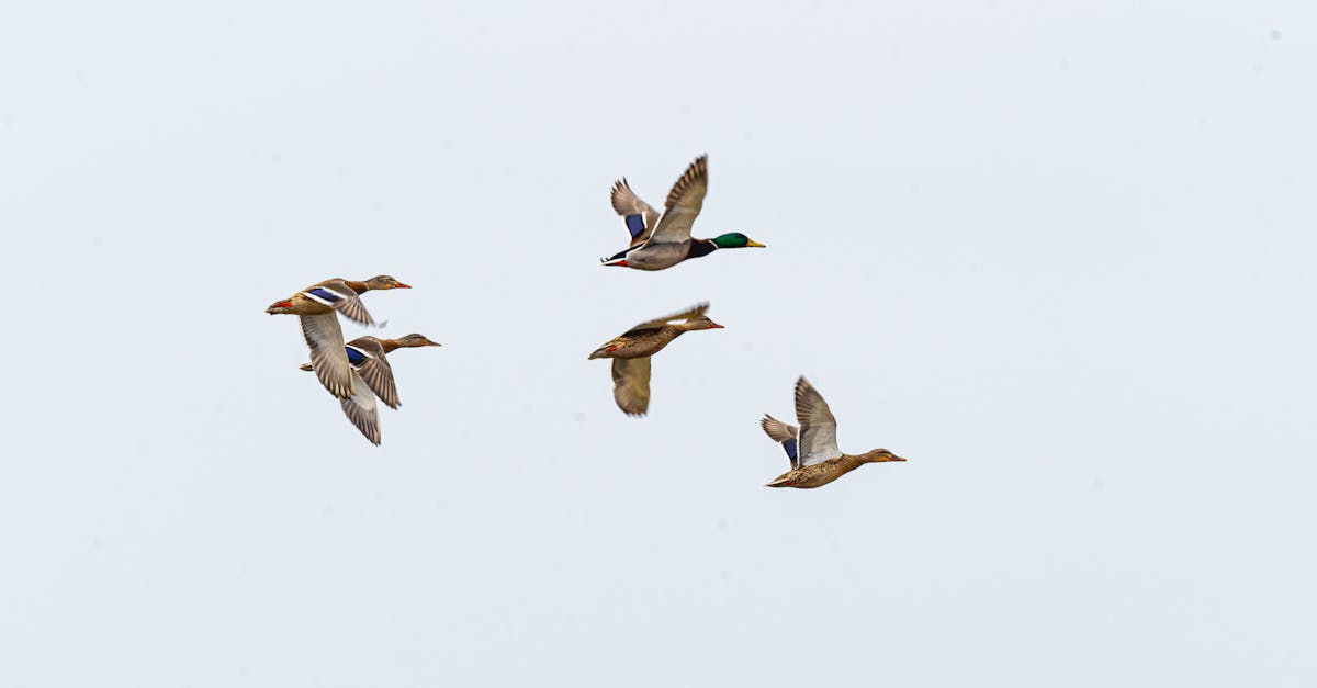 Cinq outils indispensables pour faciliter la migration de votre site WordPress 3 découvrez les outils de migration wordpress essentiels pour transférer votre site facilement et en toute sécurité. optimisez votre processus de migration avec des solutions efficaces et adaptées à vos besoins.